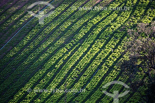  Lettuce plantation near to Serra dos Orgaos National Park  - Petropolis city - Rio de Janeiro state (RJ) - Brazil