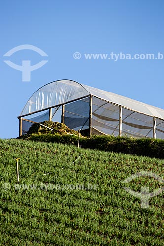  Chive plantation with greenhouse in the background  - Petropolis city - Rio de Janeiro state (RJ) - Brazil