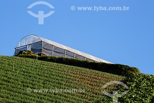  Chive plantation with greenhouse in the background  - Petropolis city - Rio de Janeiro state (RJ) - Brazil