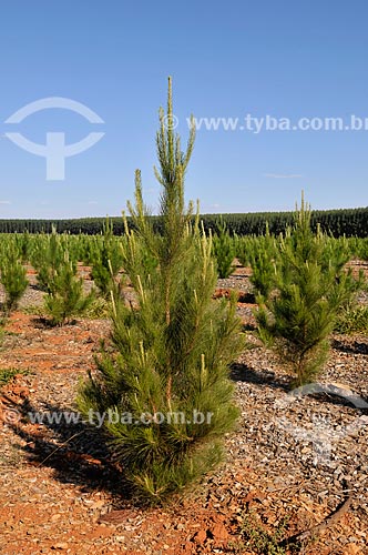  Plantation of pine  - Sacramento city - Minas Gerais state (MG) - Brazil