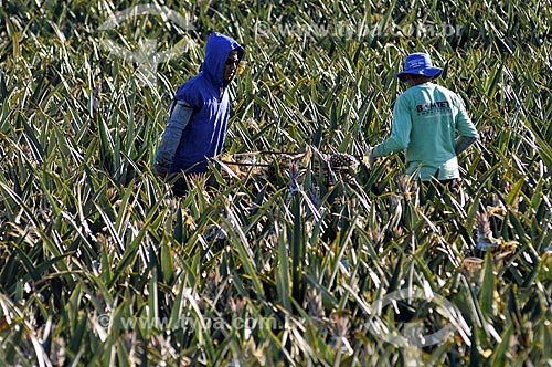  Rural workers harvesting pineapple  - Frutal city - Minas Gerais state (MG) - Brazil