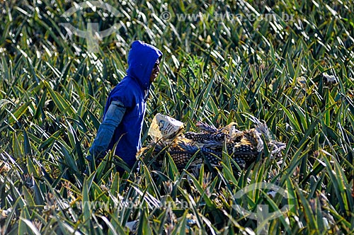  Rural worker harvesting pineapple  - Frutal city - Minas Gerais state (MG) - Brazil