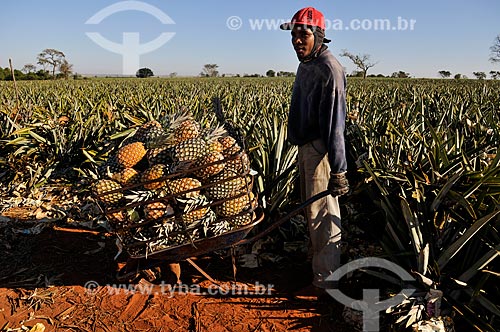  Rural worker harvesting pineapple  - Frutal city - Minas Gerais state (MG) - Brazil