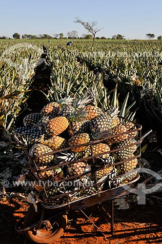  Plantation of pineapple  - Frutal city - Minas Gerais state (MG) - Brazil