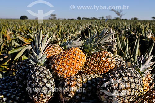  Plantation of pineapple  - Frutal city - Minas Gerais state (MG) - Brazil