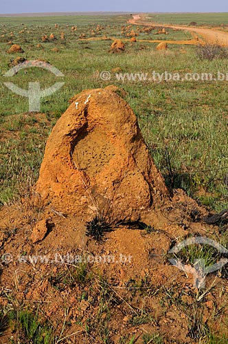  Termite mounds - Serra da Canastra National Park  - Sao Roque de Minas city - Minas Gerais state (MG) - Brazil