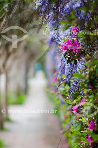  Sidewalk and flowery hedge  - Canela city - Rio Grande do Sul state (RS) - Brazil