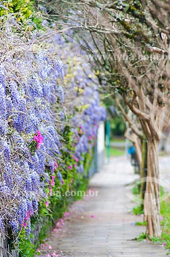  Sidewalk and flowery hedge  - Canela city - Rio Grande do Sul state (RS) - Brazil