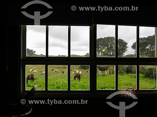  View of animals grazing from inside of country home  - Sao Francisco de Paula city - Rio Grande do Sul state (RS) - Brazil