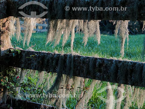  Fence covered by mosses  - Sao Francisco de Paula city - Rio Grande do Sul state (RS) - Brazil