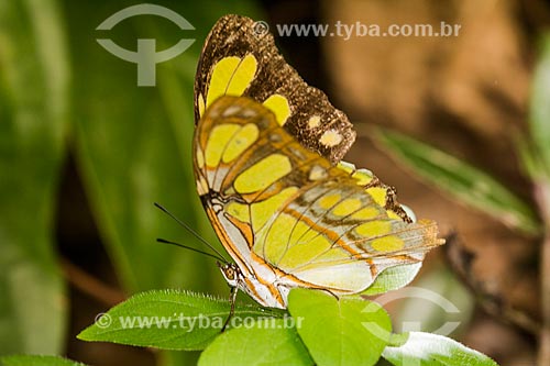  Detail of Siproeta stelenes butterfly - also known as Malachite  - Rio de Janeiro city - Rio de Janeiro state (RJ) - Brazil