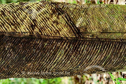  Details of trunk of Rubber trees (Hevea brasiliensis) - Tapajos National Forest  - Santarem city - Para state (PA) - Brazil