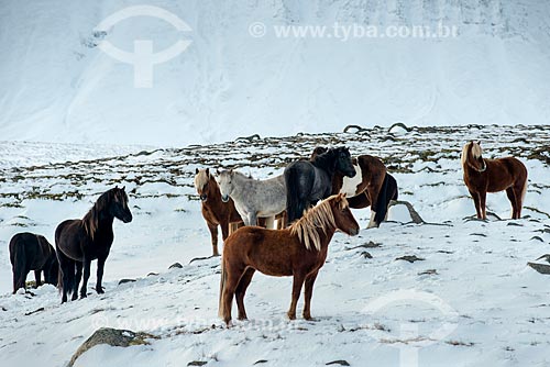  Icelandic horses (Equus ferus caballus) near to Akureyri city  - Akureyri city - Northeastern Region - Iceland
