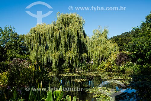  Weeping willow (Salix babylonica) - lake of Claude Monet Garden - Nympheas Garden  - Giverny city - Eure department - France