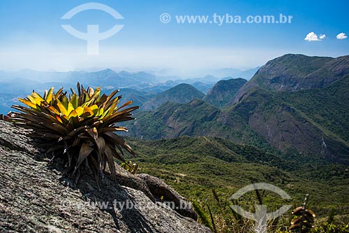  Bromeliad of trail of Acu Mountain - Serra dos Orgaos National Park  - Petropolis city - Rio de Janeiro state (RJ) - Brazil