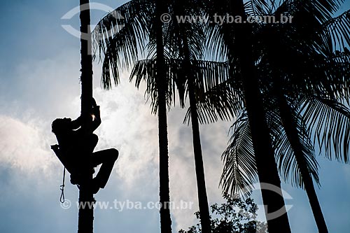  Man harvesting the juçara fruit (Euterpe edulis Martius) - also known as jucara or jussara - Serrinha do Alambari Environmental Protection Area  - Resende city - Rio de Janeiro state (RJ) - Brazil