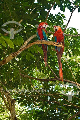  Couple of Green-winged Macaw (Ara chloropterus) - also known as Red-and-green Macaw  - Uniao dos Palmares city - Alagoas state (AL) - Brazil