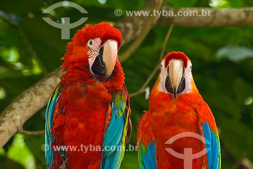  Detail of couple of Green-winged Macaw (Ara chloropterus) - also known as Red-and-green Macaw  - Uniao dos Palmares city - Alagoas state (AL) - Brazil