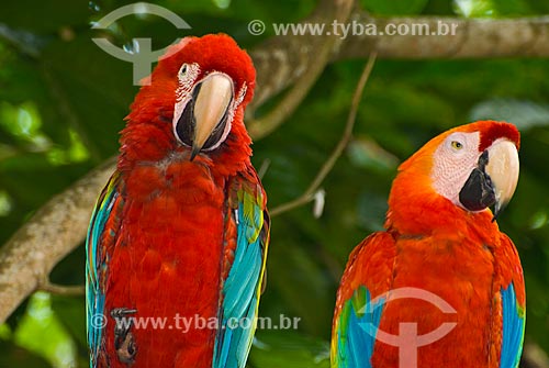  Detail of couple of Green-winged Macaw (Ara chloropterus) - also known as Red-and-green Macaw  - Uniao dos Palmares city - Alagoas state (AL) - Brazil