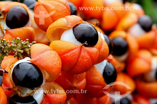  Details of Guarana fruits (Paullinia cupana)  - Maues city - Amazonas state (AM) - Brazil
