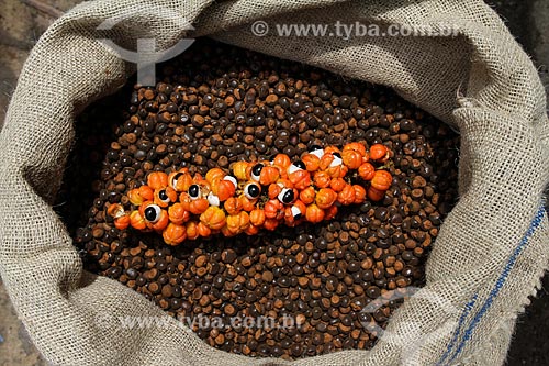  Roasted seeds of Guarana (Paullinia cupana) with fruits bunch harvested by the riverine  - Maues city - Amazonas state (AM) - Brazil
