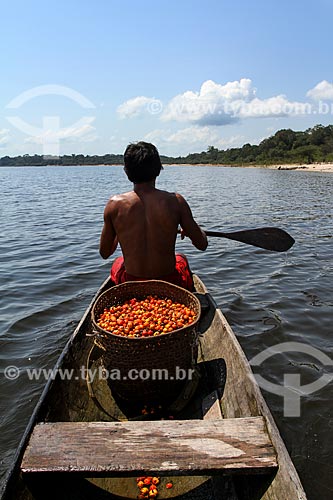  Riverine man carrying straw basket with Guarana fruits (Paullinia cupana) - Maues-Acu River  - Maues city - Amazonas state (AM) - Brazil