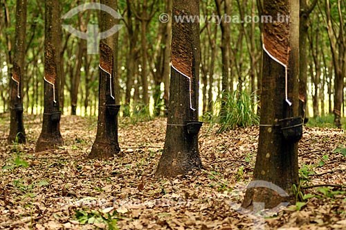  Collection of latex - rubber trees (Hevea brasiliensis)  - Neves Paulista city - Sao Paulo state (SP) - Brazil
