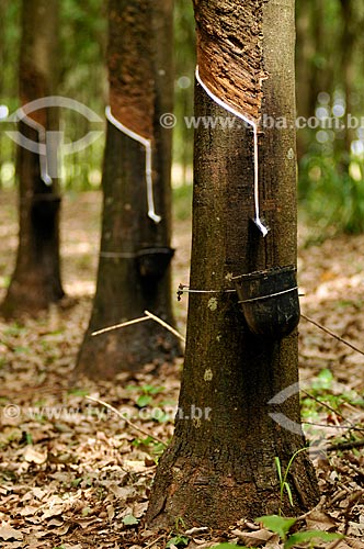  Collection of latex - rubber trees (Hevea brasiliensis)  - Neves Paulista city - Sao Paulo state (SP) - Brazil