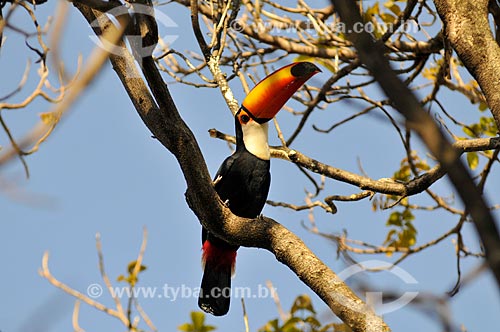  Toco Toucan (Ramphastos toco) perched  - Mirassol city - Sao Paulo state (SP) - Brazil
