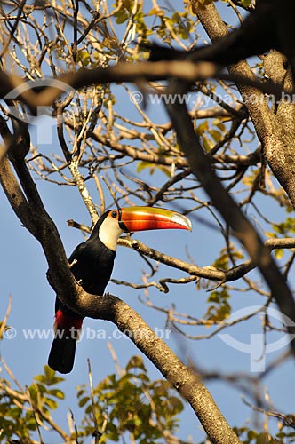  Toco Toucan (Ramphastos toco) perched  - Mirassol city - Sao Paulo state (SP) - Brazil