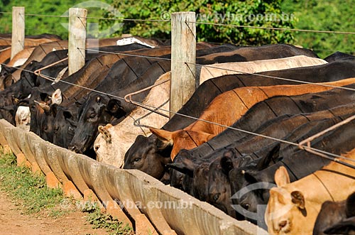  Cattle feedlot - eating at the trough  - Neves Paulista city - Sao Paulo state (SP) - Brazil