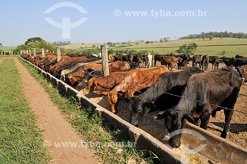  Cattle feedlot - eating at the trough  - Neves Paulista city - Sao Paulo state (SP) - Brazil