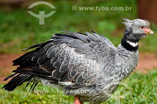  Southern screamer (Chauna torquata) - also known as the Crested screamer - Aves Park (Birds Park)  - Foz do Iguacu city - Parana state (PR) - Brazil