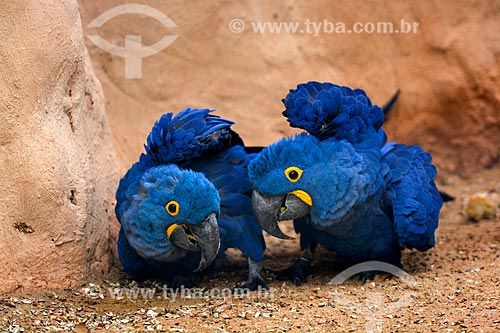  Couple of Hyacinth Macaw (Anodorhynchus hyacinthinus) - also known as Hyacinthine Macaw - Aves Park (Birds Park)  - Foz do Iguacu city - Parana state (PR) - Brazil