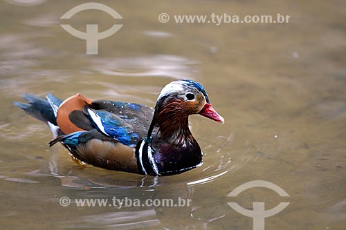  Male of the species Mandarin duck (Aix galericulata) - also known as Mandarin - Aves Park (Birds Park)  - Foz do Iguacu city - Parana state (PR) - Brazil