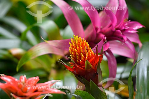  Guzmania bromeliad flower - Aves Park (Birds Park)  - Foz do Iguacu city - Parana state (PR) - Brazil