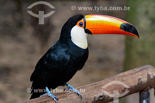  Toco Toucan (Ramphastos toco) - Aves Park (Birds Park)  - Foz do Iguacu city - Parana state (PR) - Brazil