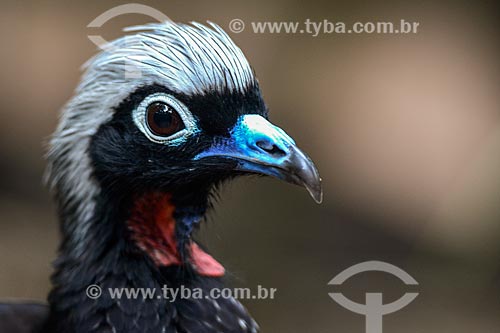  Detail of Black-fronted piping guan (Pipile jacutinga) - Aves Park (Birds Park)  - Foz do Iguacu city - Parana state (PR) - Brazil
