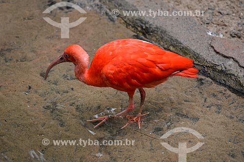  Scarlate ibis (Eudocimus ruber) - Aves Park (Birds Park)  - Foz do Iguacu city - Parana state (PR) - Brazil