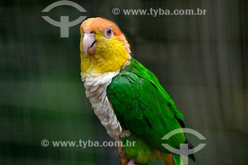  White-bellied parrot (Pionites leucogaster) - also known as White-bellied caique - Aves Park (Birds Park)  - Foz do Iguacu city - Parana state (PR) - Brazil