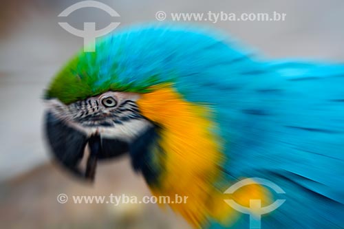  Blue-and-yellow Macaw (Ara ararauna) - also known as the Blue-and-gold Macaw - Aves Park (Birds Park)  - Foz do Iguacu city - Parana state (PR) - Brazil