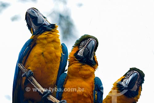  Blue-and-yellow Macaws (Ara ararauna) bunch - also known as the Blue-and-gold Macaw - Aves Park (Birds Park)  - Foz do Iguacu city - Parana state (PR) - Brazil
