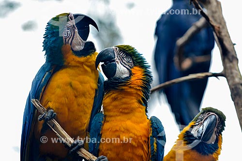  Blue-and-yellow Macaws (Ara ararauna) bunch - also known as the Blue-and-gold Macaw - Aves Park (Birds Park)  - Foz do Iguacu city - Parana state (PR) - Brazil