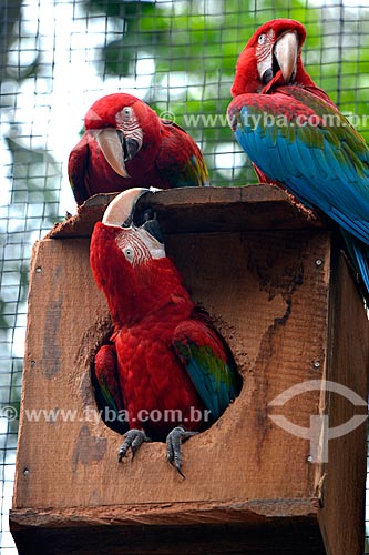  Green-winged Macaws (Ara chloropterus) bunch - also known as Red-and-green Macaw - Aves Park (Birds Park)  - Foz do Iguacu city - Parana state (PR) - Brazil