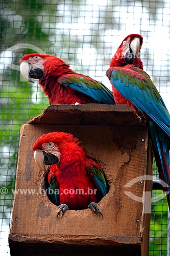  Green-winged Macaws (Ara chloropterus) bunch - also known as Red-and-green Macaw - Aves Park (Birds Park)  - Foz do Iguacu city - Parana state (PR) - Brazil