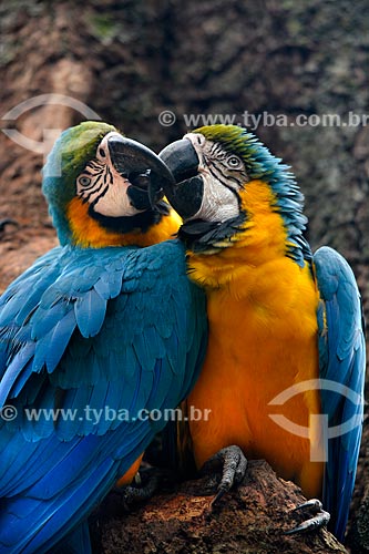 Blue-and-yellow Macaws (Ara ararauna) couple - also known as the Blue-and-gold Macaw - Aves Park (Birds Park)  - Foz do Iguacu city - Parana state (PR) - Brazil
