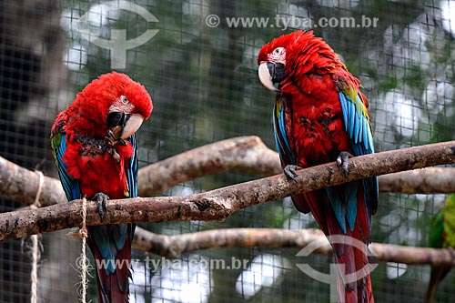 Green-winged Macaws (Ara chloropterus) couple - also known as Red-and-green Macaw - Aves Park (Birds Park)  - Foz do Iguacu city - Parana state (PR) - Brazil