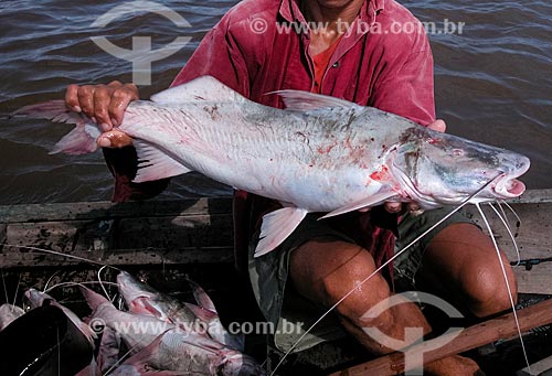  Fisherman with Piramutaba catfish (Brachyplatystoma vaillantii) - Amazonas River near to Santarem city  - Santarem city - Para state (PA) - Brazil