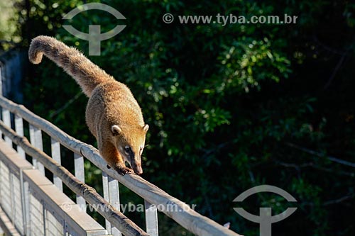  Ring-Tailed Coati (Nasua nasua) - Iguassu National Park  - Puerto Iguazu city - Misiones province - Argentina