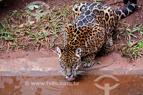  Jaguar (Panthera onca) - Bela Vista Biological Sanctuary  - Foz do Iguacu city - Parana state (PR) - Brazil